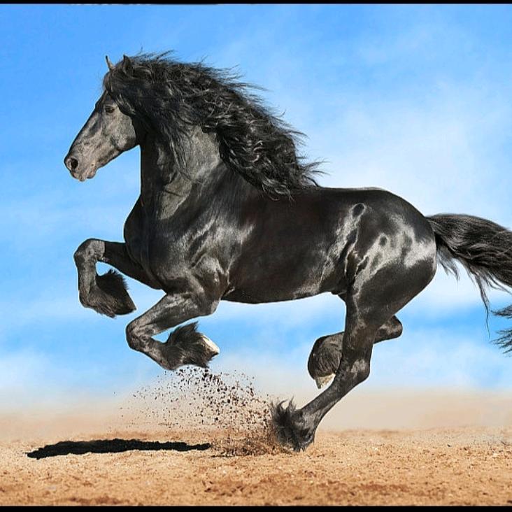 ☞【黑马】王子☜【贺昌平】