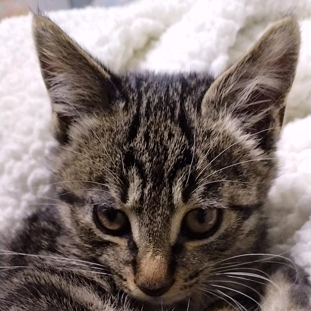 一口一个嘎嘣脆