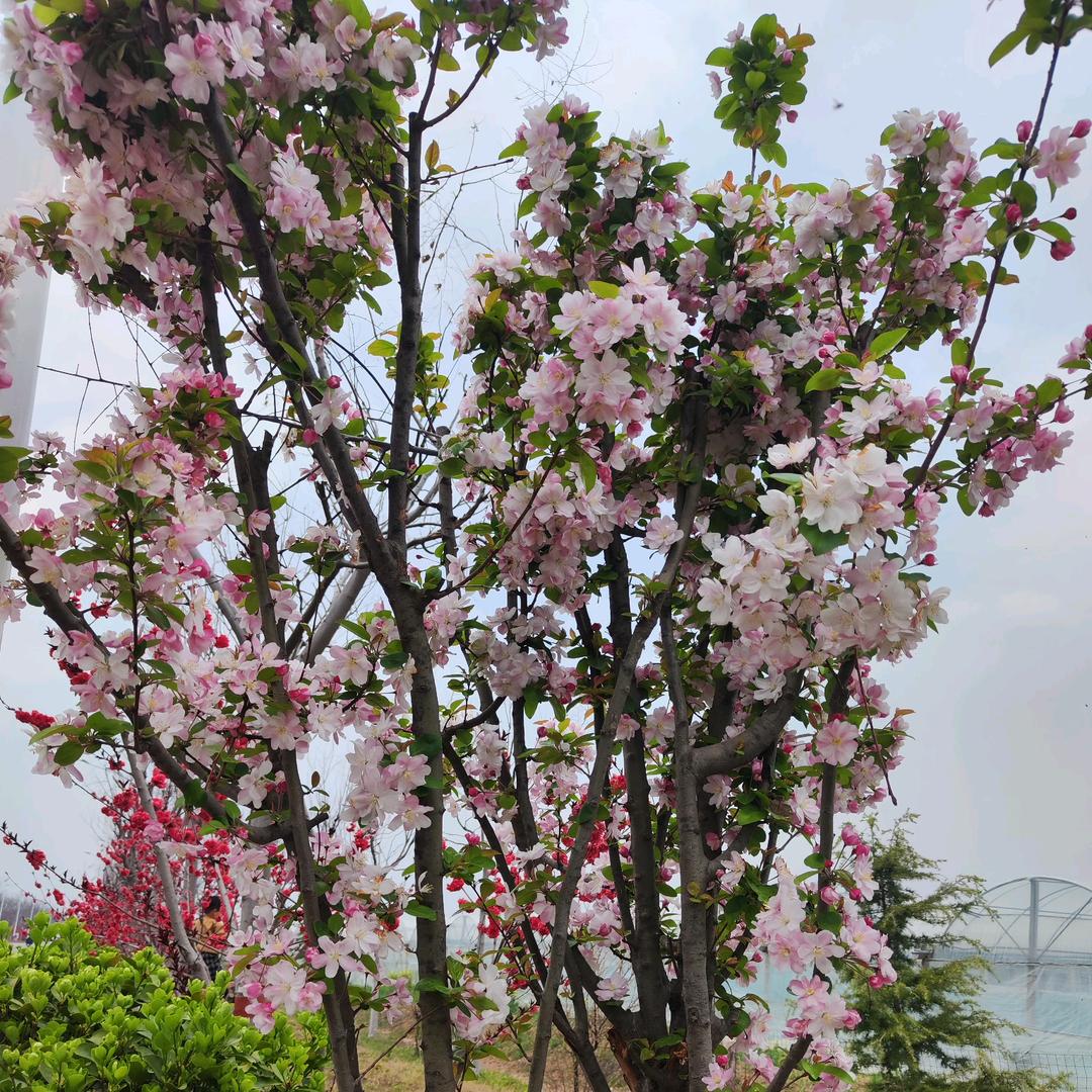 未来🌼🌻🍀可期