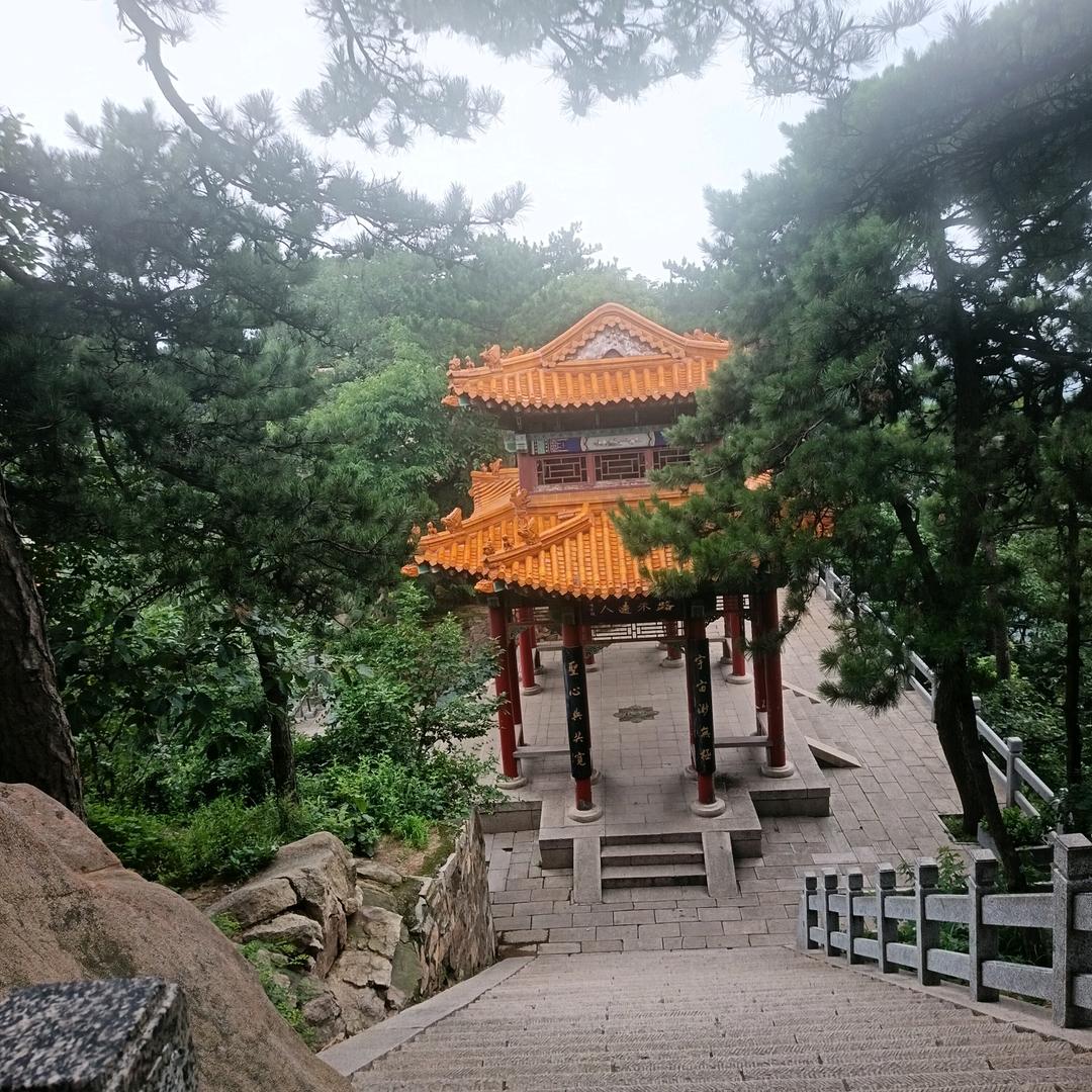 牡丹花