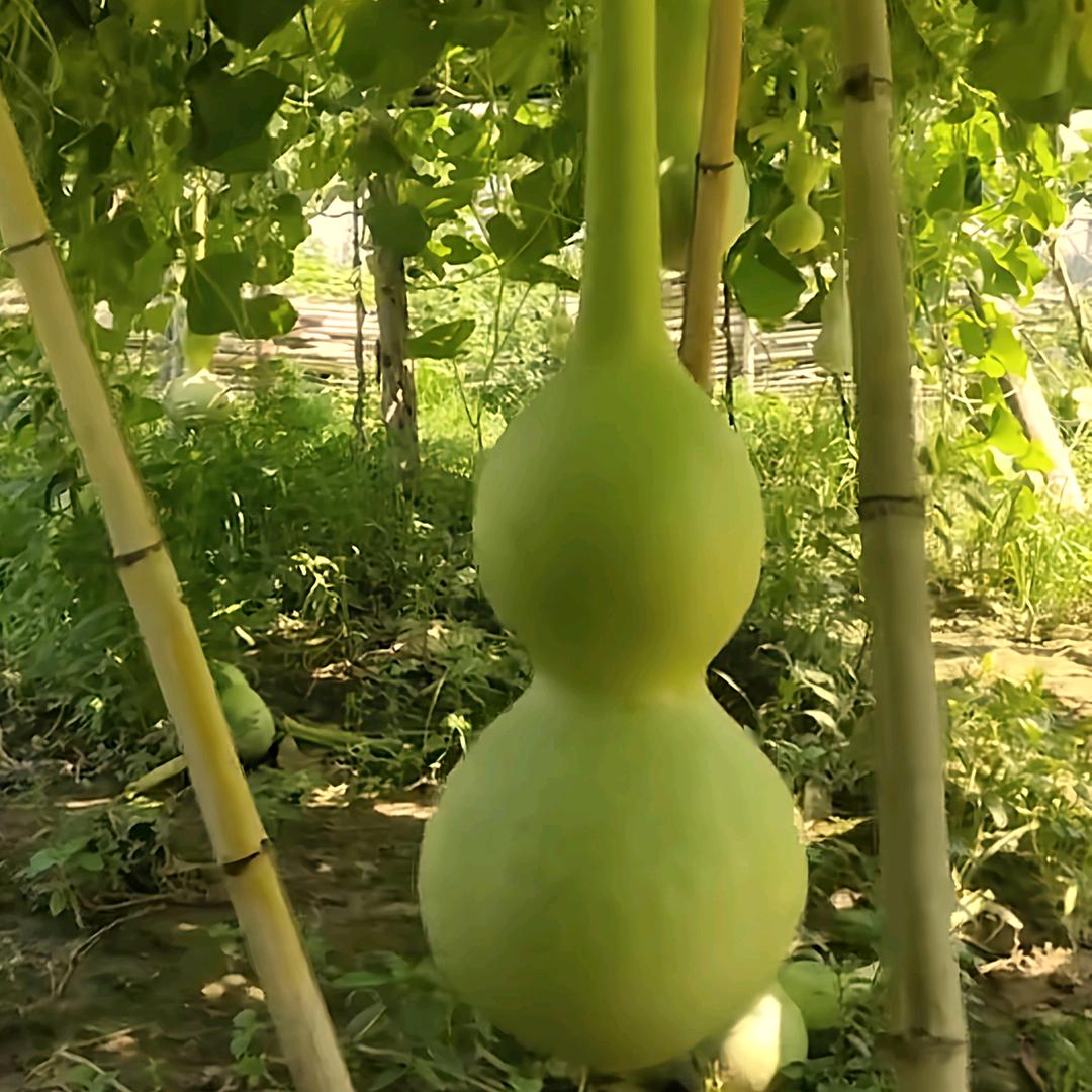 聚轩阁葫芦