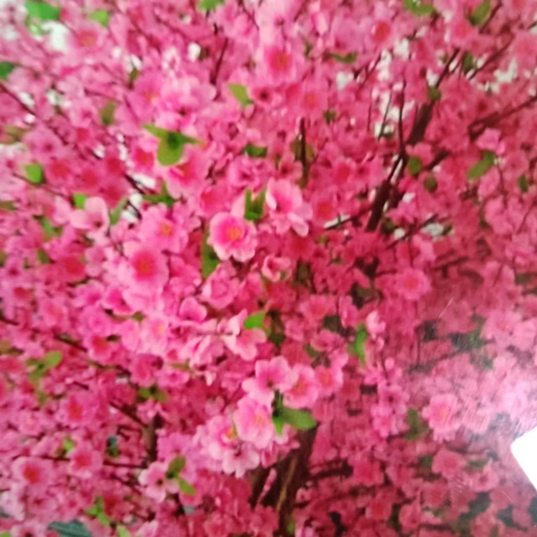 人见人爰花见花开