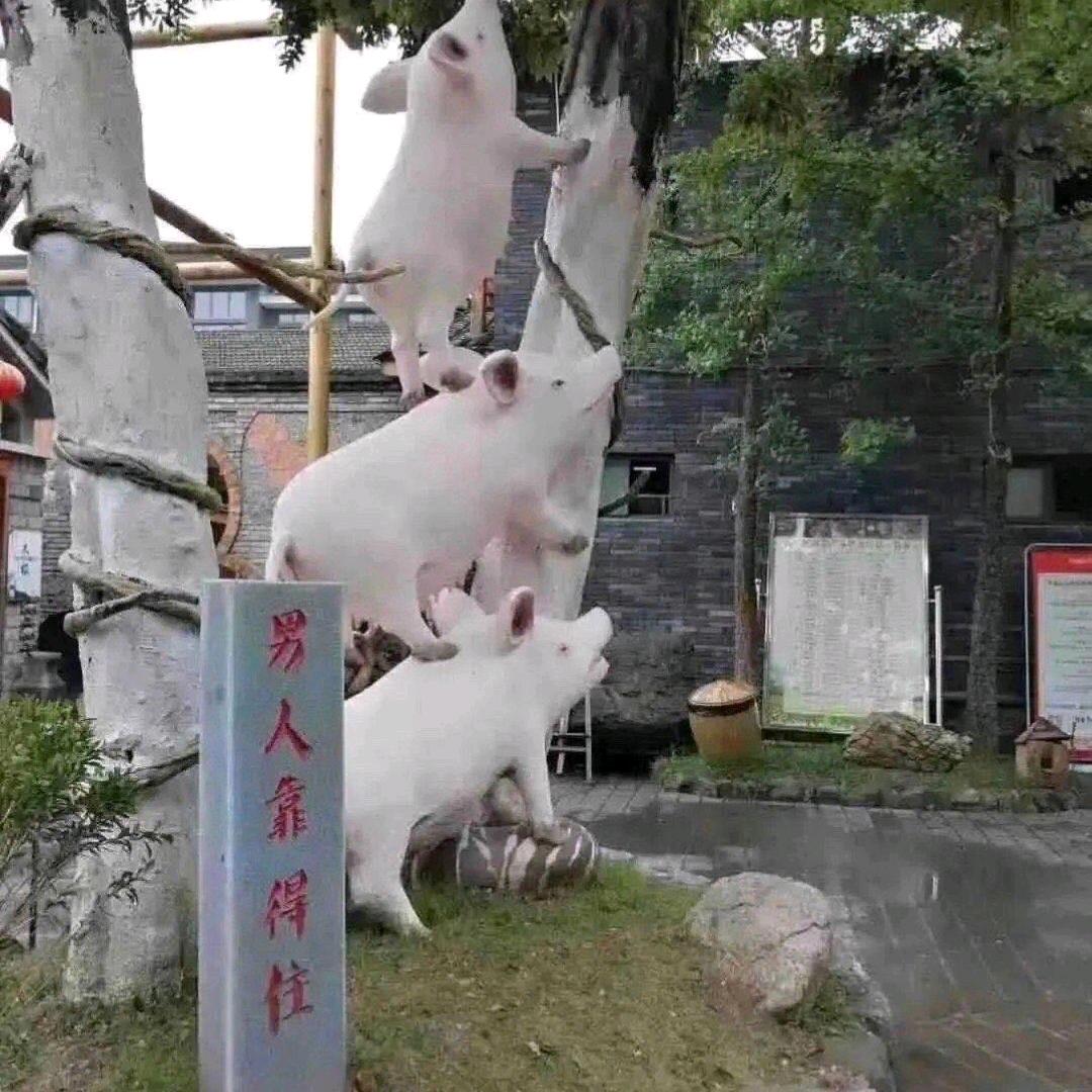 興