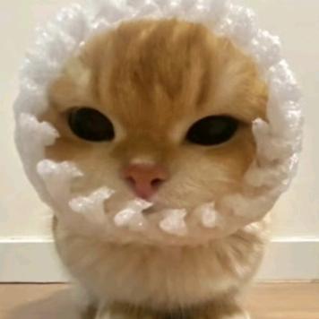 一只套着泡沫网的小猫