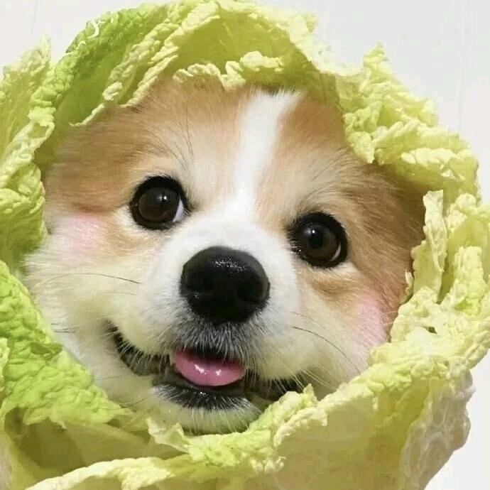 蕙芷