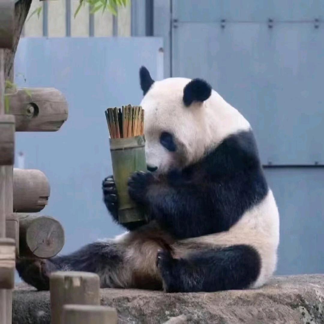 凯旋回家