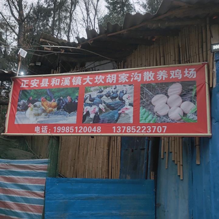 正安县和溪镇大坎胡家山林散养鸡场