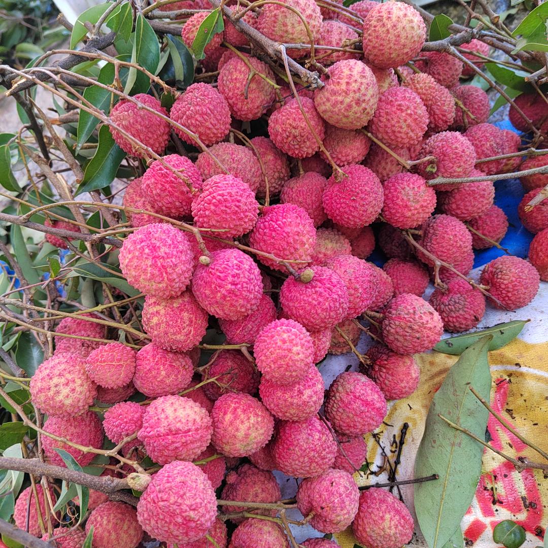 深圳光明区大雁山桂味荔枝