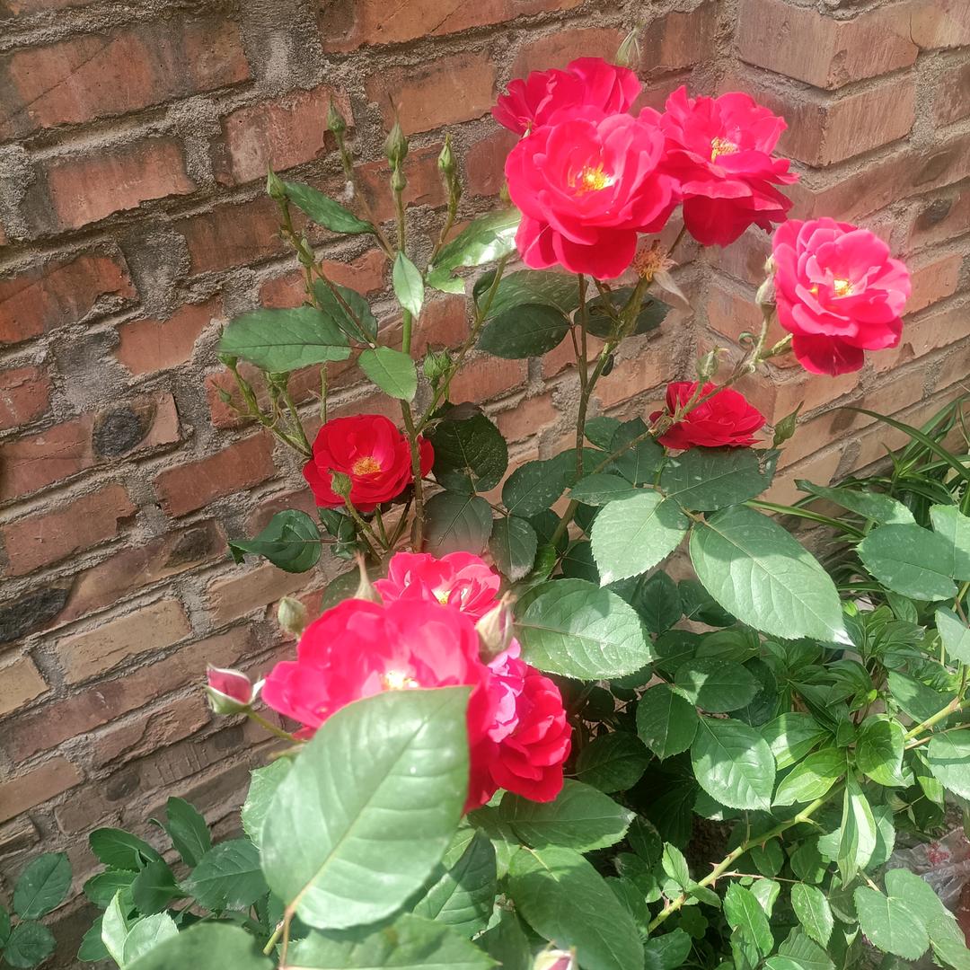 川味麻辣串，烤冷面