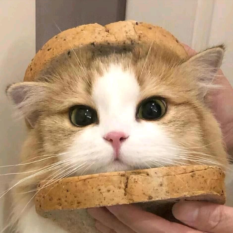 莓有烦恼