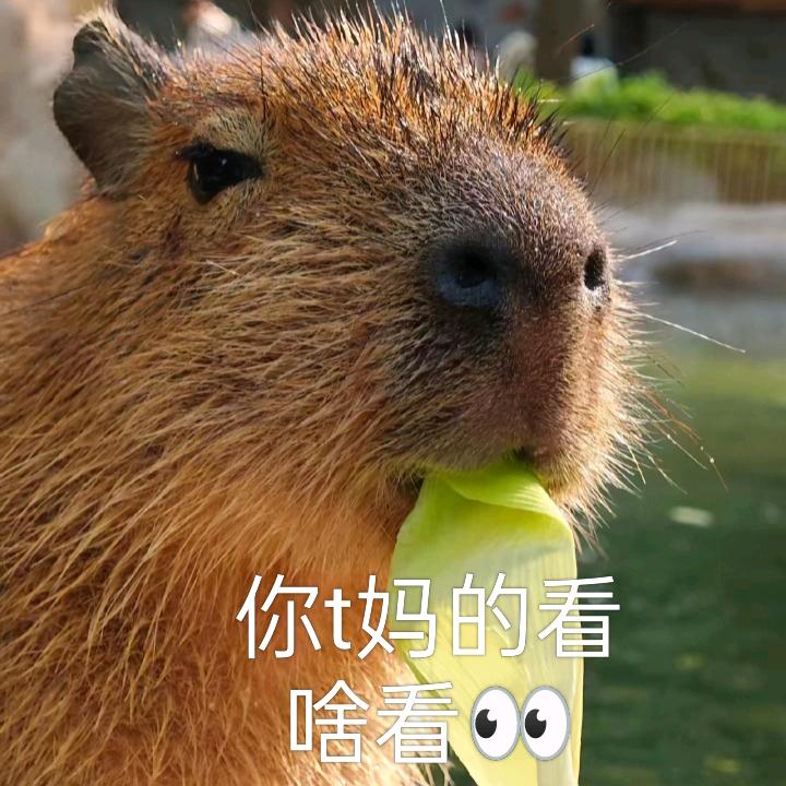 老皮巴登🍊（找闺中）
