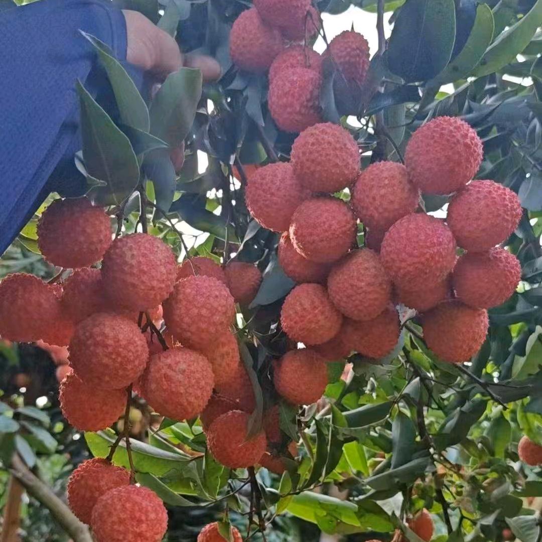 岭南（中国荔乡）广西灵山荔枝