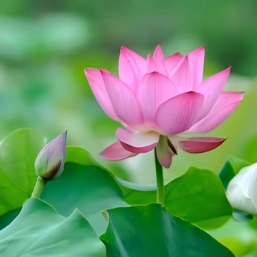 潍坊老舅（庄克喜）