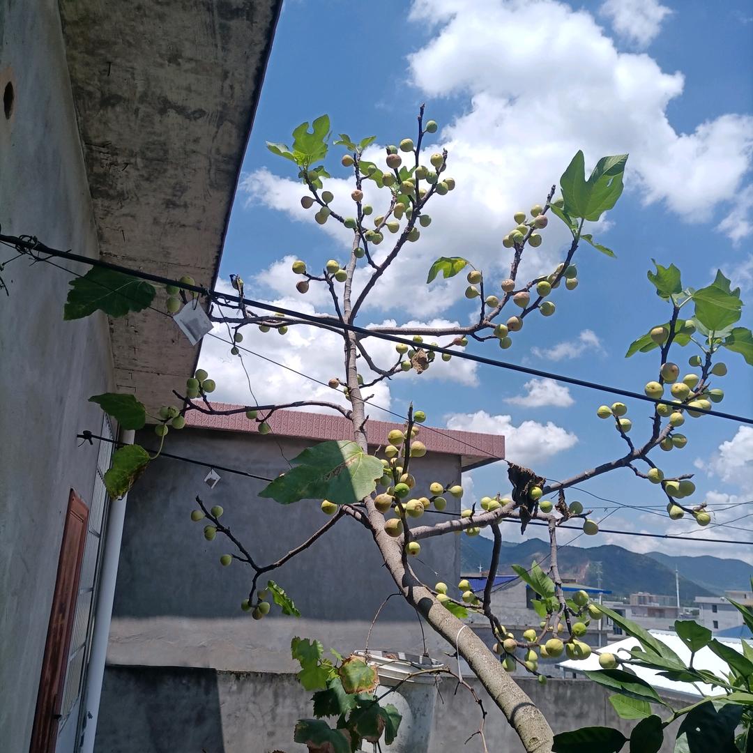 泰昌雄哥