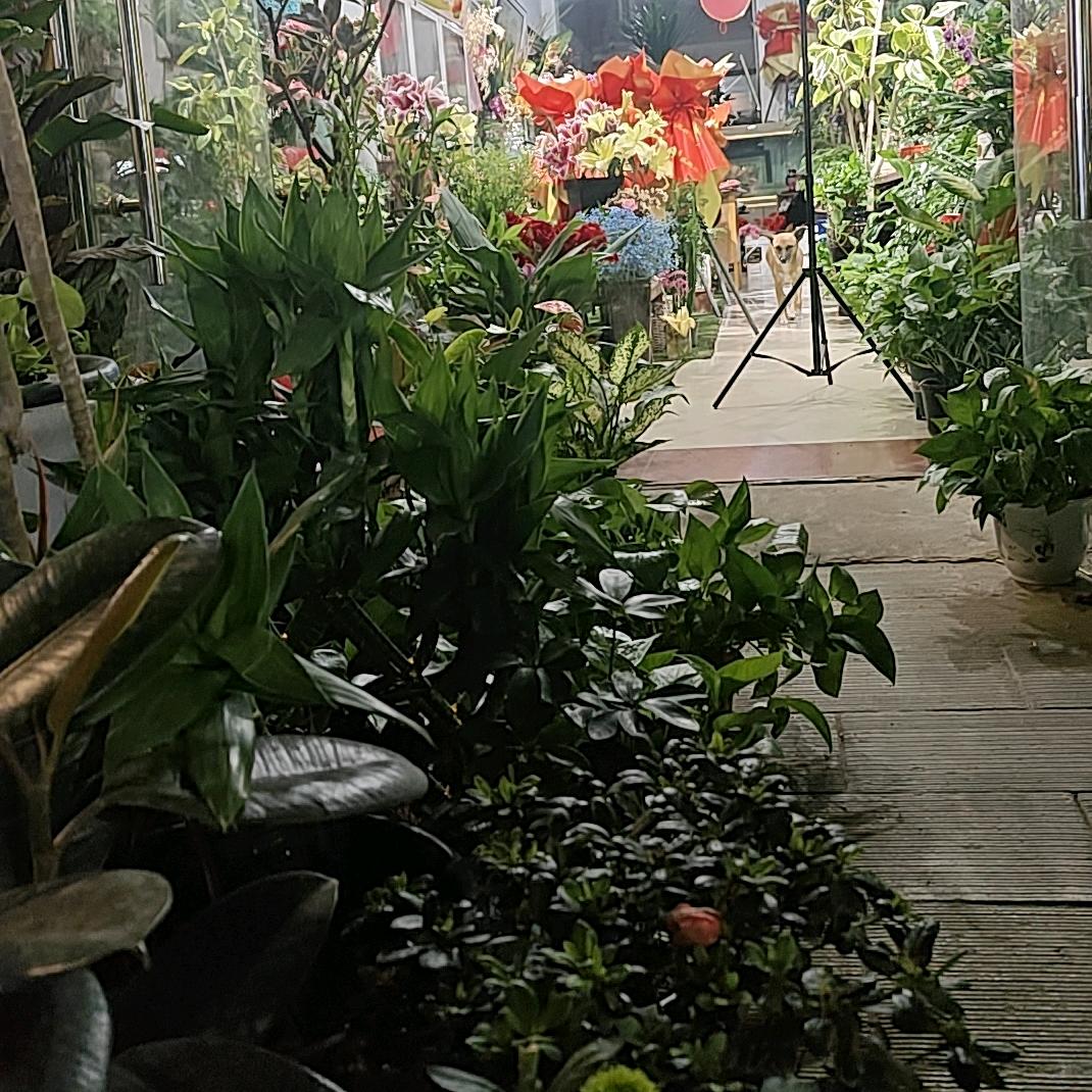 鲜花绿植课