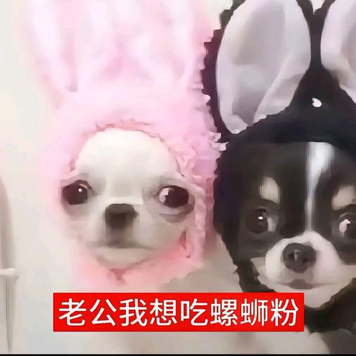 小狗日记.