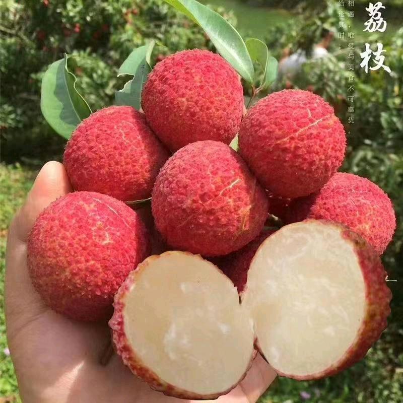 豪杰果树苗木专营店