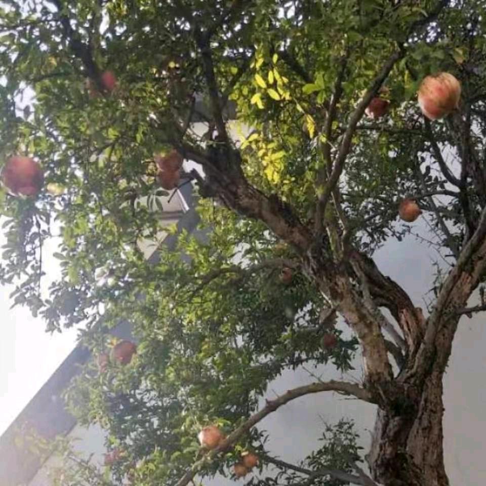 二球看大灯