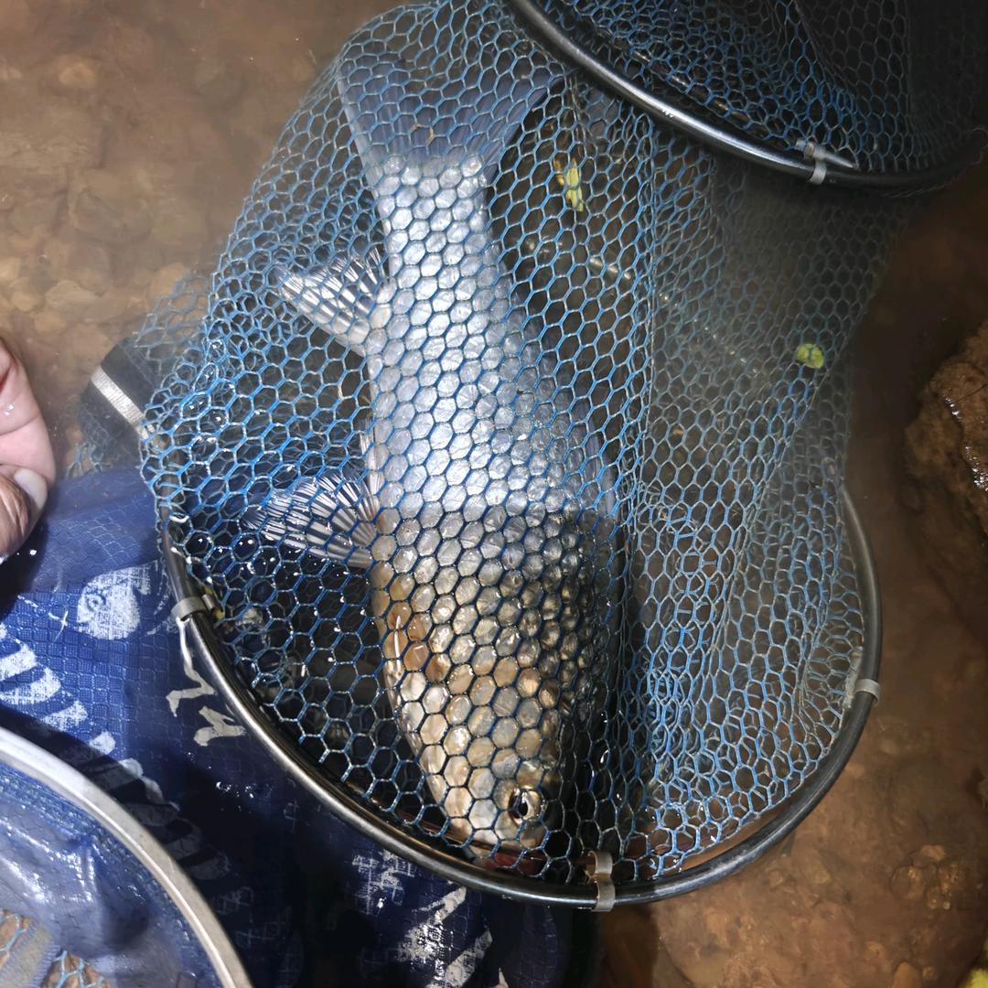 杨教官钓鱼🎣