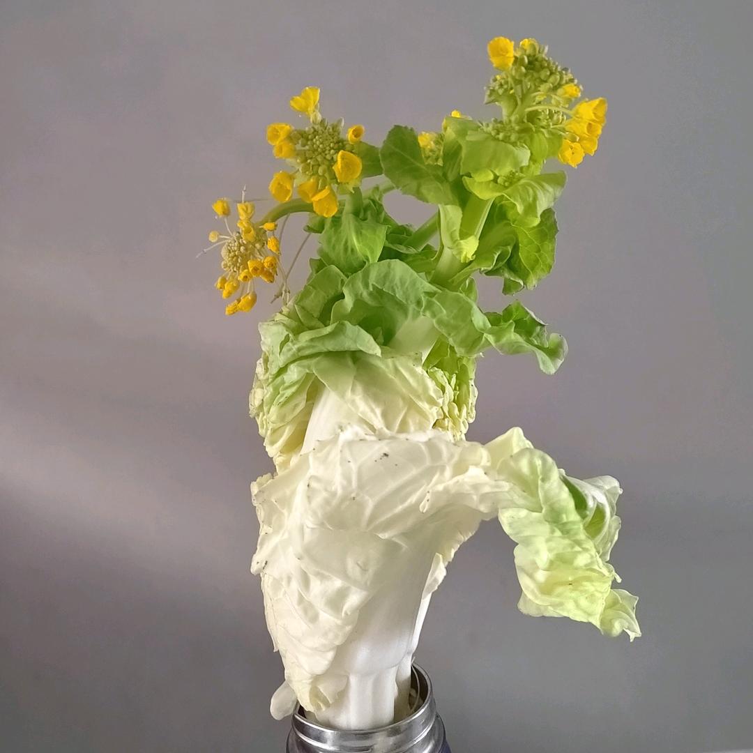 阳阳向太阳