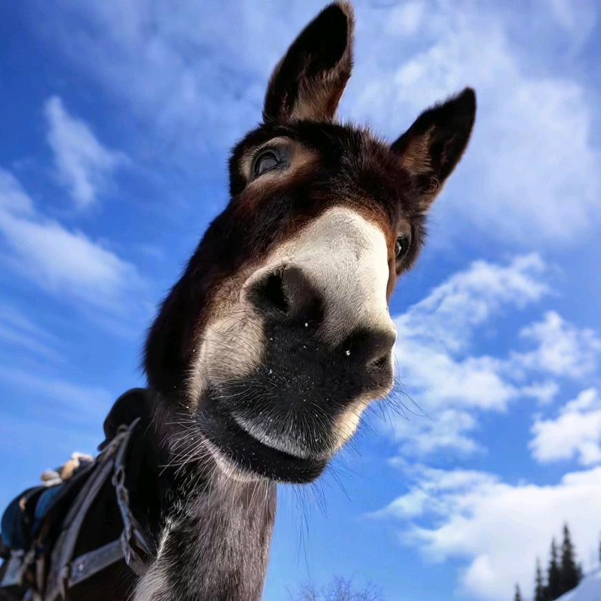 阿啵呲嘚额佛搁