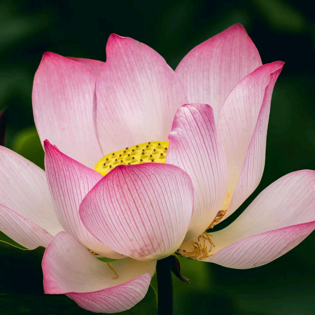 菲菲