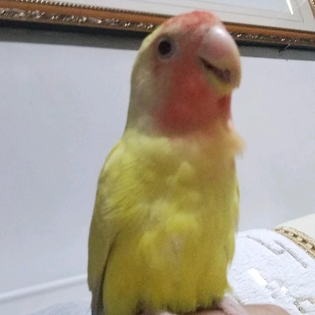 九问
