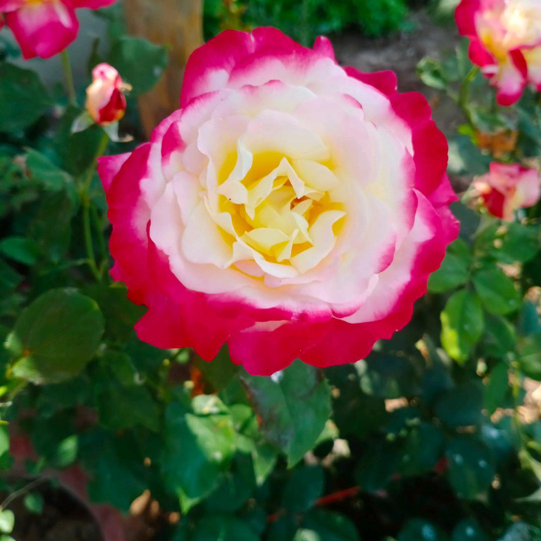 🌹꧁軍哥꧂🌹