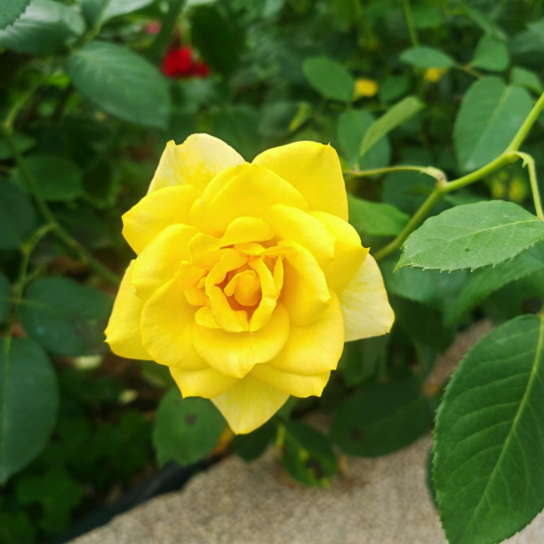 鸢尾花