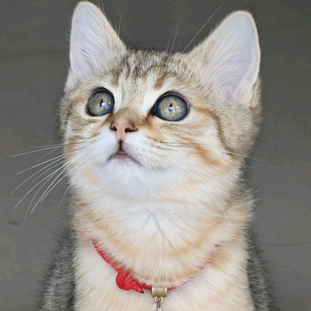 团子是只猫