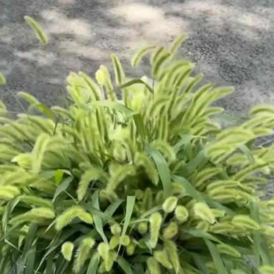 朦朦胧胧（又酥又脆的酱香饼）