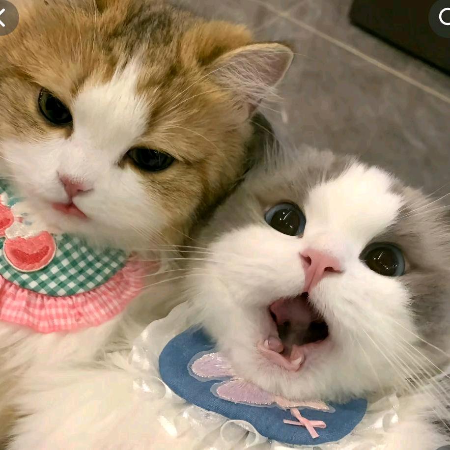 💞迴🕊憶໑ຼღ᭄