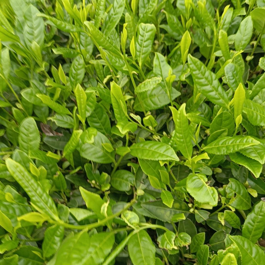 会