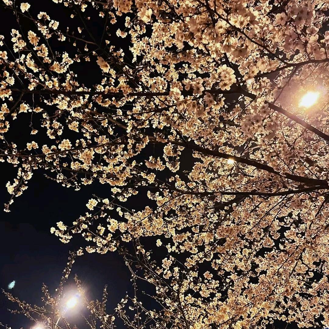 乐观的悲观主义者💊