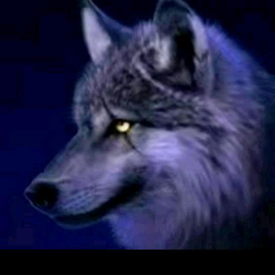 🐺沁