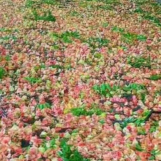 💞এ᭄²⁰25໑暴富🌺 ღ💞