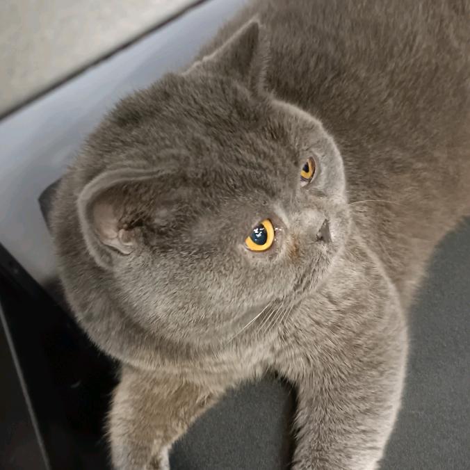 叶子大小👀