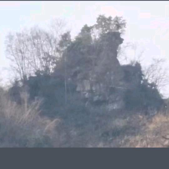 狮子包包主