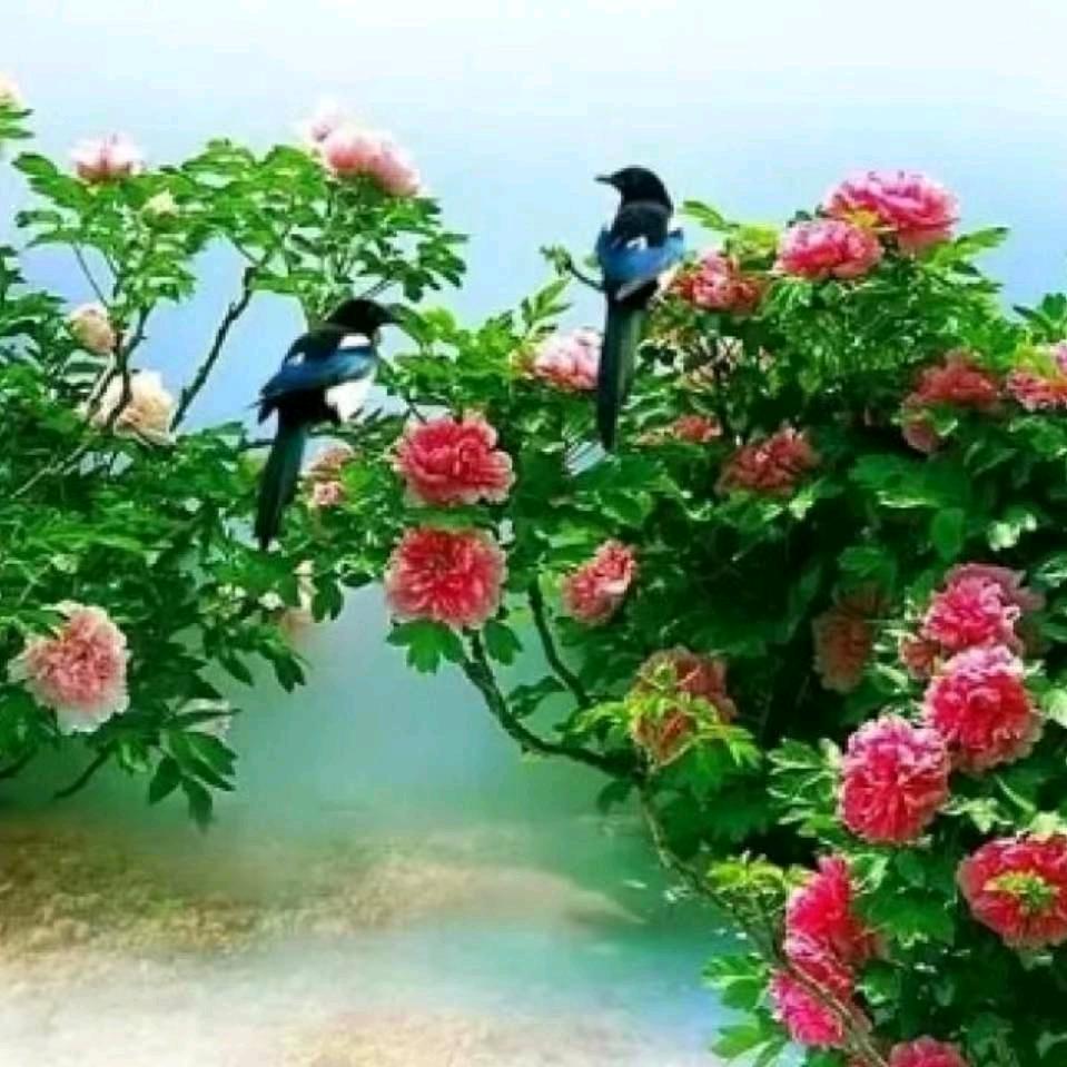 花开四季1314@@