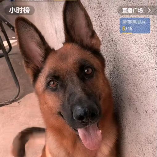 四公主（虎妞）