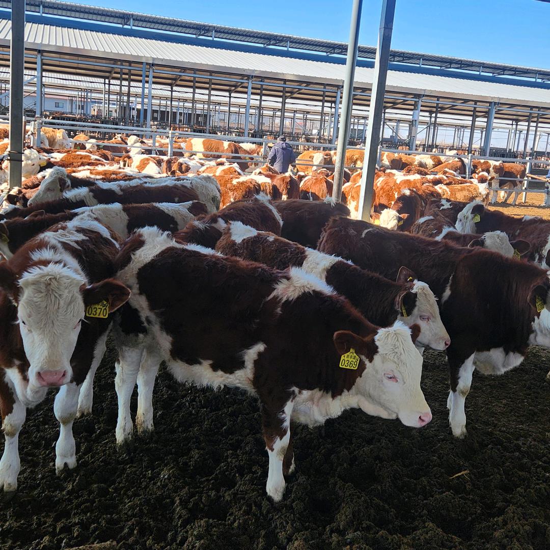 金牌养牛人--小贺