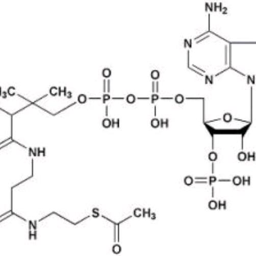 爱吃炸土豆泥的陈埃文头像