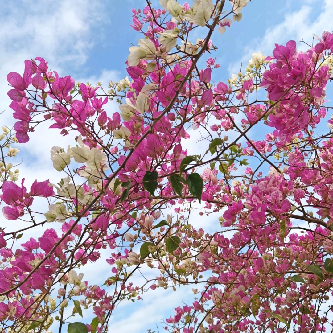 梅艳园艺(漳州三角梅）