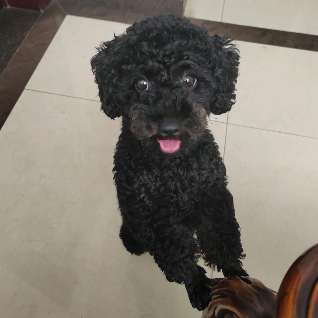 多多是只泰迪犬