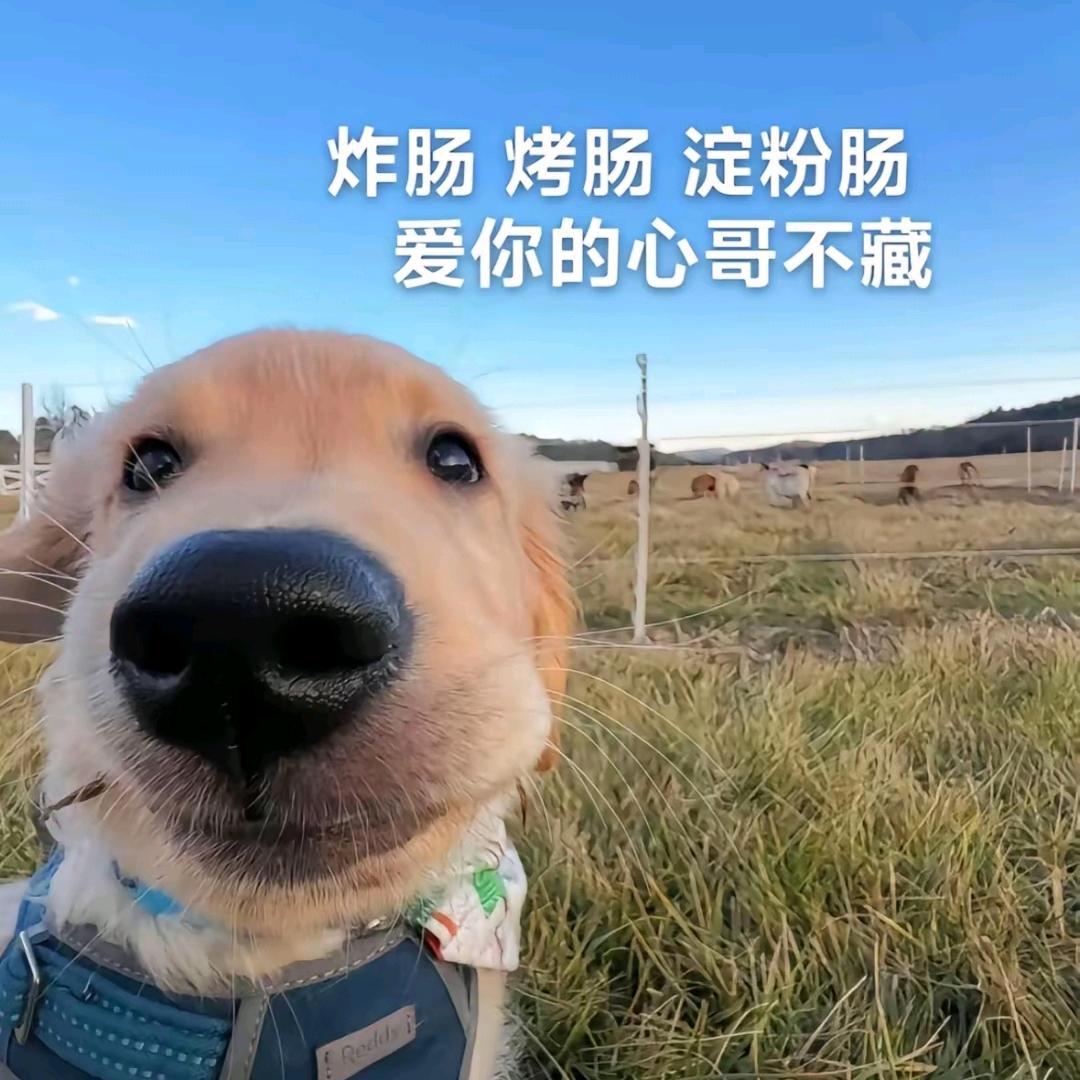 蒜鸟蒜鸟，都不容易