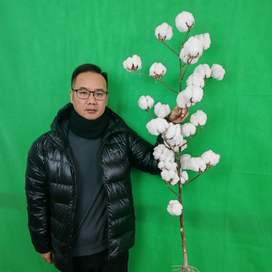满意说棉花