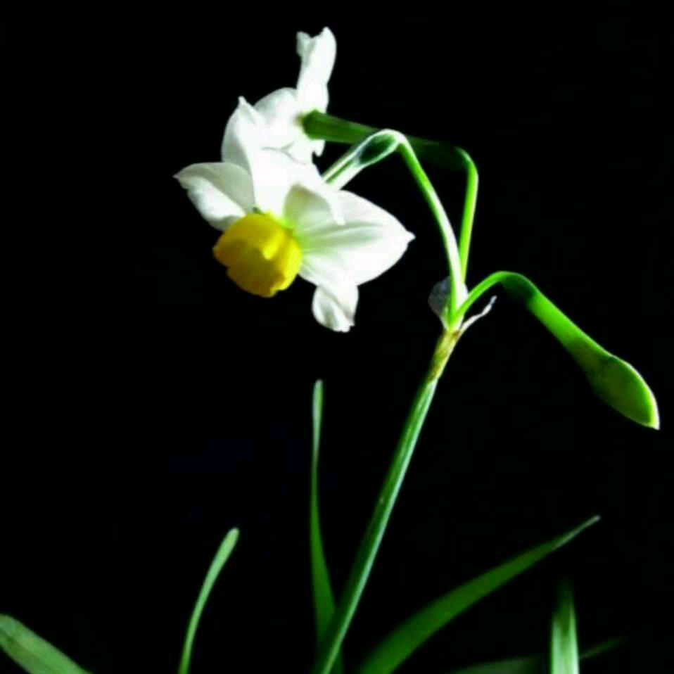花香淡淡