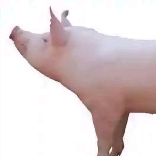 🫥爽歪歪.