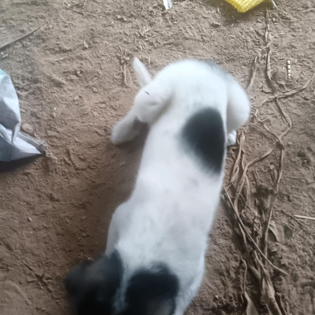 养狗的老人
