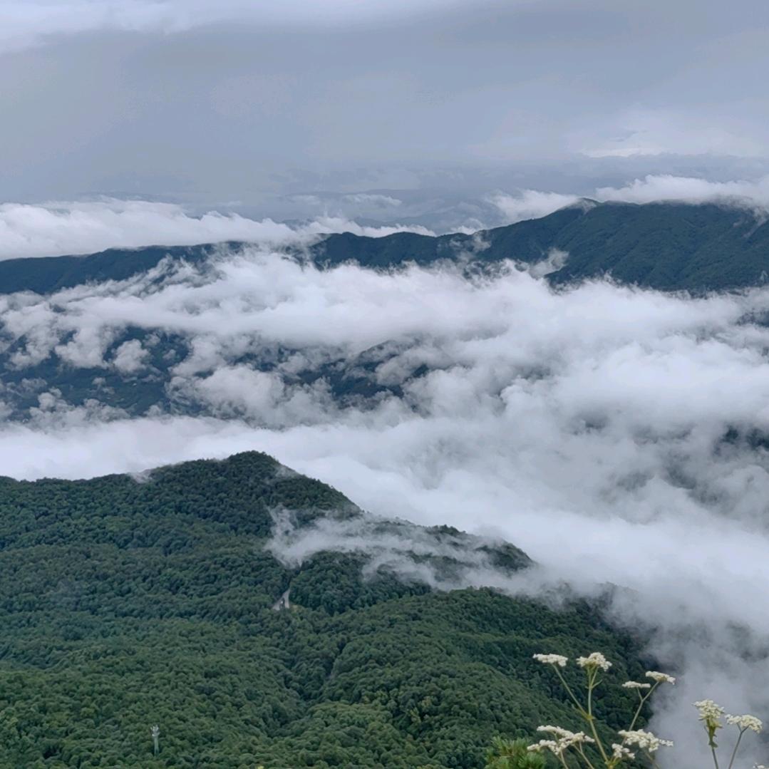 张子艳（野生南雁）